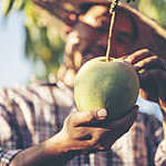 Close-up of a mango that a farmer is inspecting for quality.