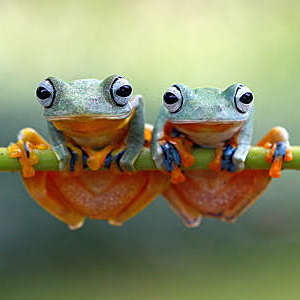 Two green flying frogs sitting on a plant.