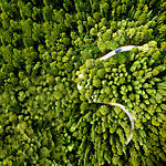 Aerial view of a car on a road, through a pine forest.